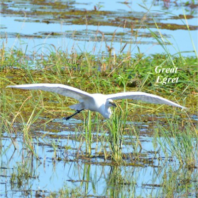 Great Egret